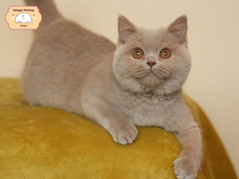 Mèo Anh lông ngắn màu Fawn có màu lông sáng, mềm và nhẹ hơn màu Cinnamon