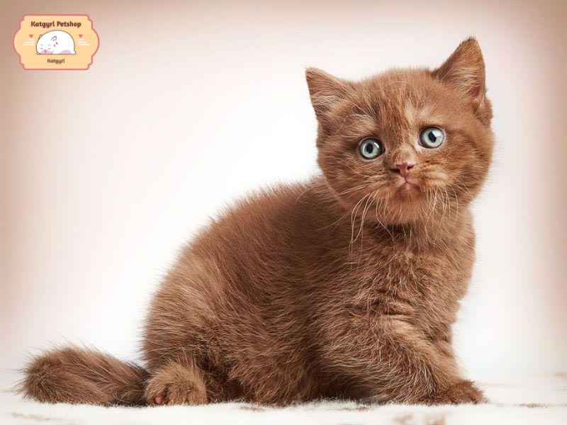 Mèo Anh lông ngắn màu socola tươi sáng, lông dày, mềm mại
