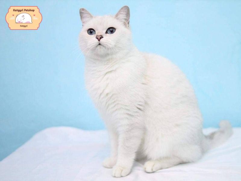 Mèo Anh lông ngắn màu trắng tinh khiết, mềm mịn