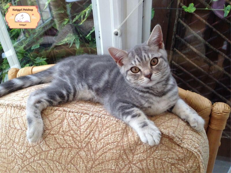 Mèo Anh lông ngắn màu xanh xám bạc với các vệt sọc đen