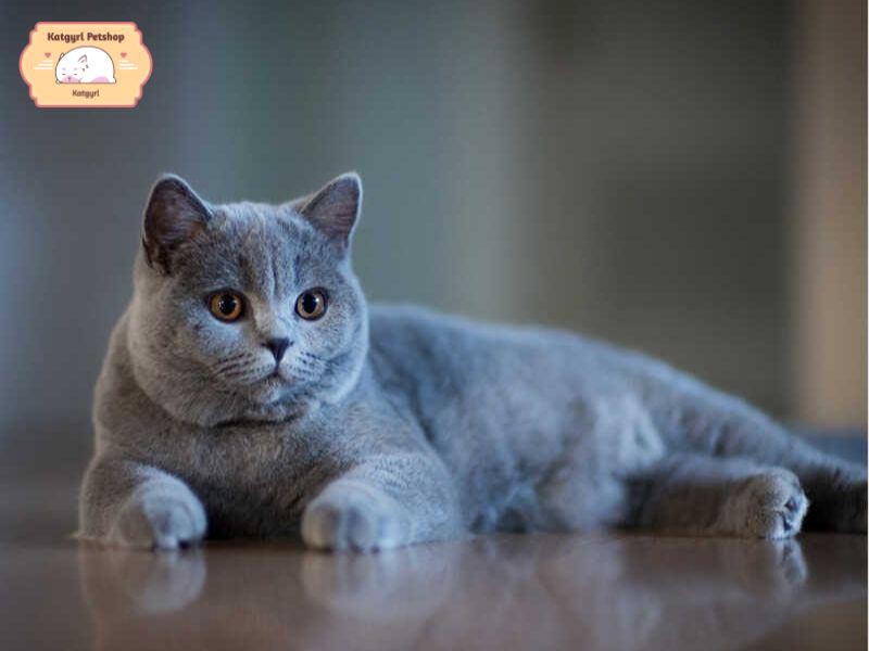 Mèo Anh lông ngắn xám xanh đơn sắc có bộ lông bóng và mềm mại, với màu xám xanh đẹp mắt