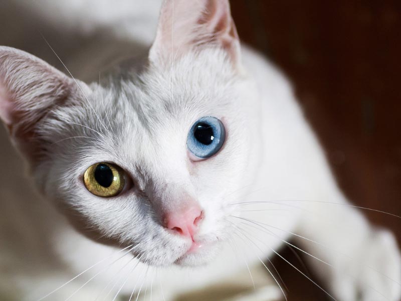 Nếu mèo chỉ có một mắt màu xanh thì khả năng bị điếc sẽ giảm xuống