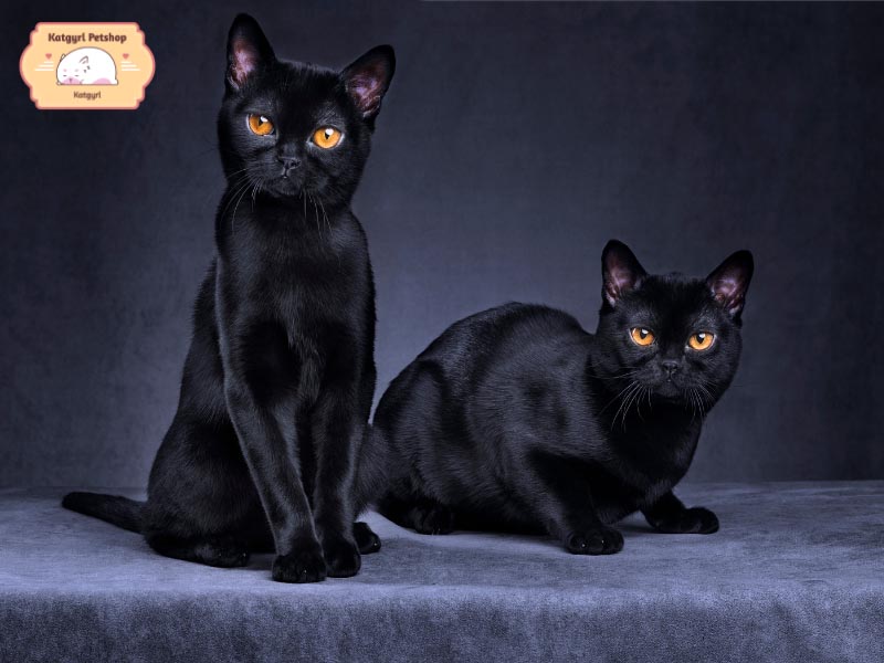 Ngày nay có rất nhiều giống mèo đen được nuôi trong nhà như những thú cưng khác.