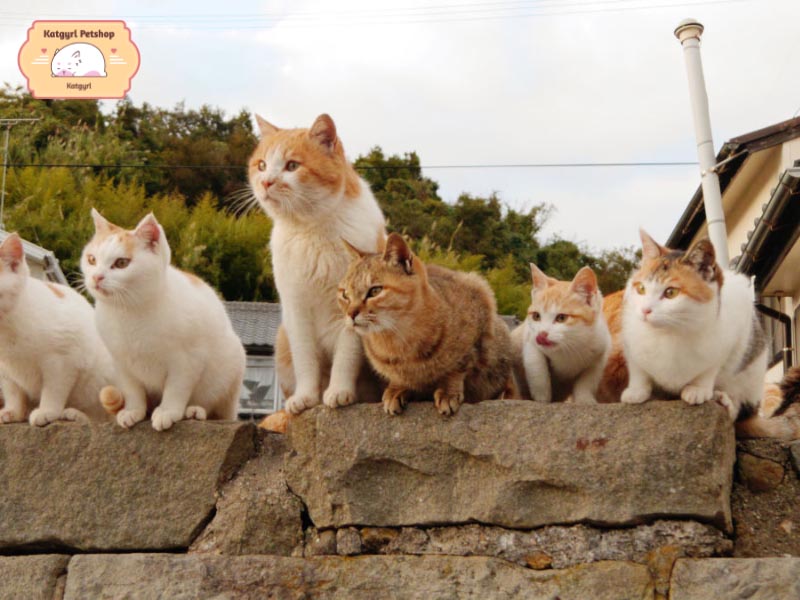 Nhiều hòn đảo có số lượng mèo áp đảo dân số sinh sống