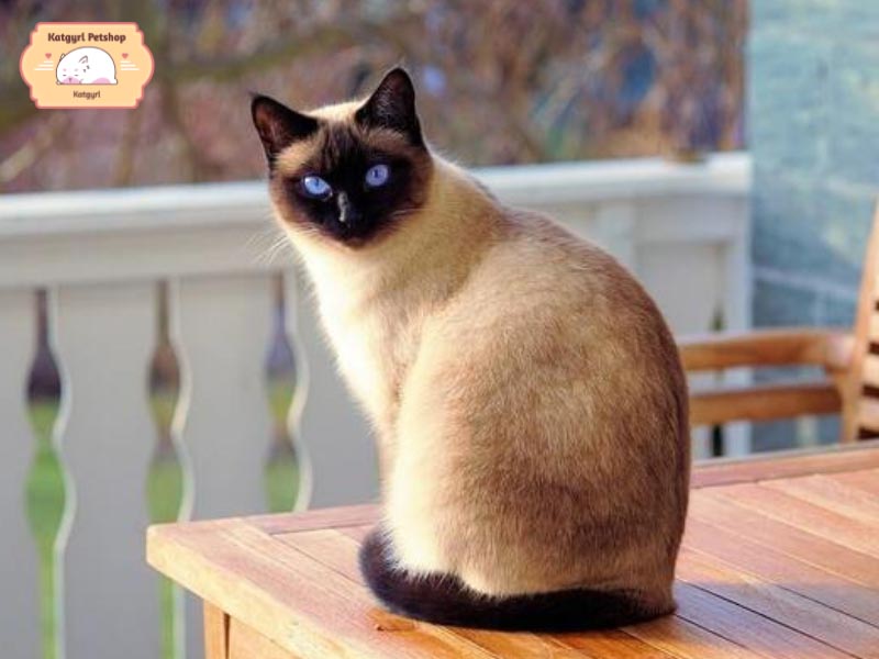 Những bé mèo Anh lông ngắn Hyma có trọng lượng từ 5 - 6 kg khi trưởng thành