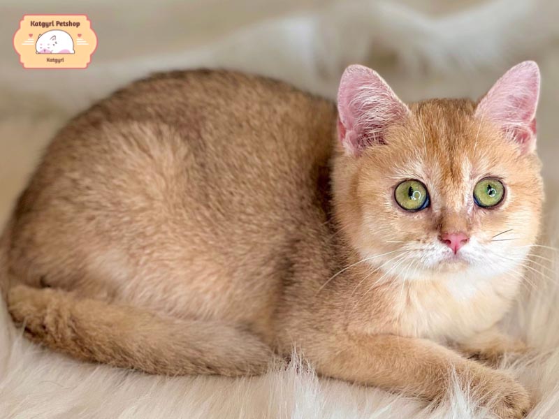 Những bé mèo Golden rất dễ nuôi, chúng có thể ăn nhiều loại thức ăn khác nhau