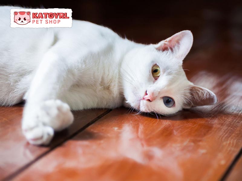 Những bé mèo Khao Manee có đôi mắt 2 màu đẹp mỹ miều