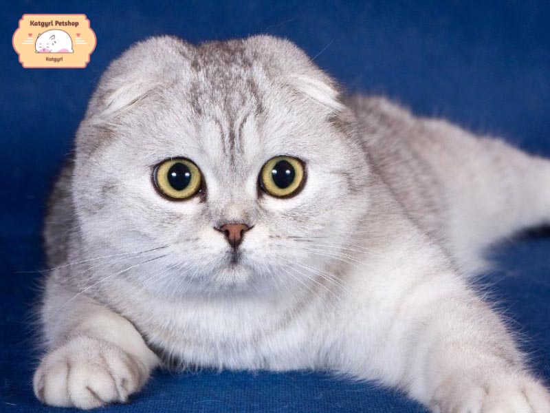 Những chú mèo Scottish Fold đáng yêu với đôi tai cụp xuống cùng đôi mắt to tròn.