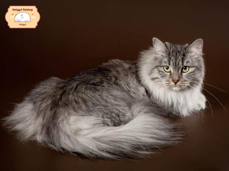Siberian là giống mèo xuất hiện từ cách đây rất lâu, khoảng 1000 năm trước