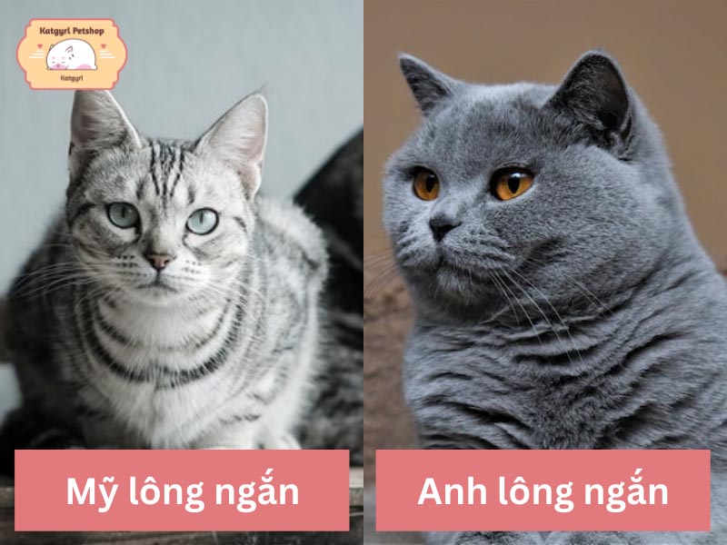 Sự khác nhau giữa mèo Mỹ lông ngắn và mèo Anh lông ngắn