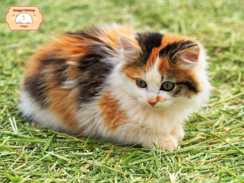 Sự phân bố của các mảng màu lông tạo nên vẻ đẹp rất riêng của mèo Tam thể