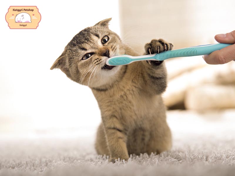 Vệ sinh răng miệng mỗi ngày cho mèo