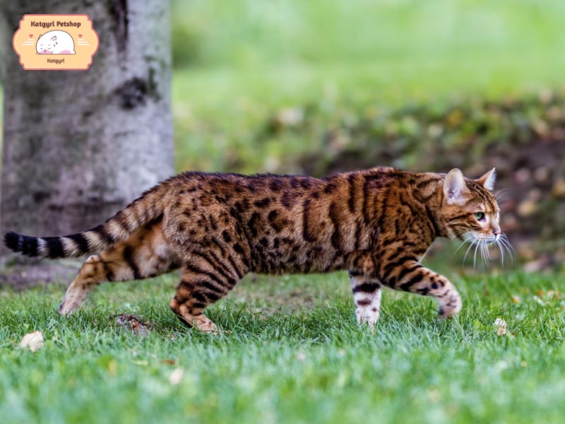 Thân hình của mèo Bengal rắn chắc và lực lưỡng