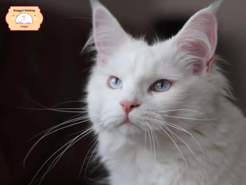 Theo các quan niệm về tâm linh thì mèo lông trắng mang lại may mắn