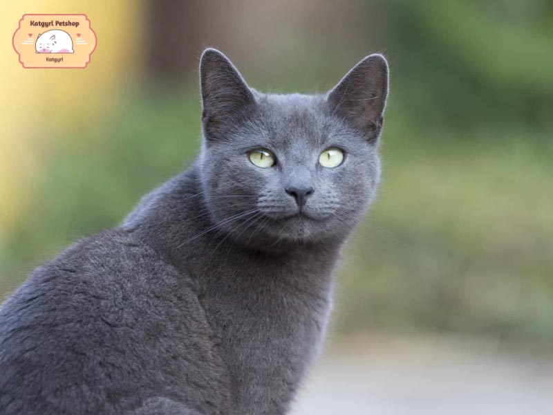 Thông tin cần biết về mèo Russian Blue 
