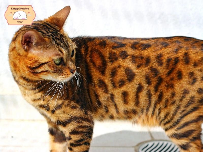 Thông tin cần biết về nguồn gốc, đặc điểm của mèo Bengal