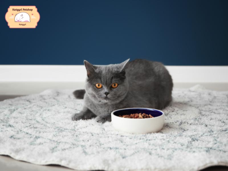 Thức ăn của mèo thường là các loại hạt, thịt hay pate