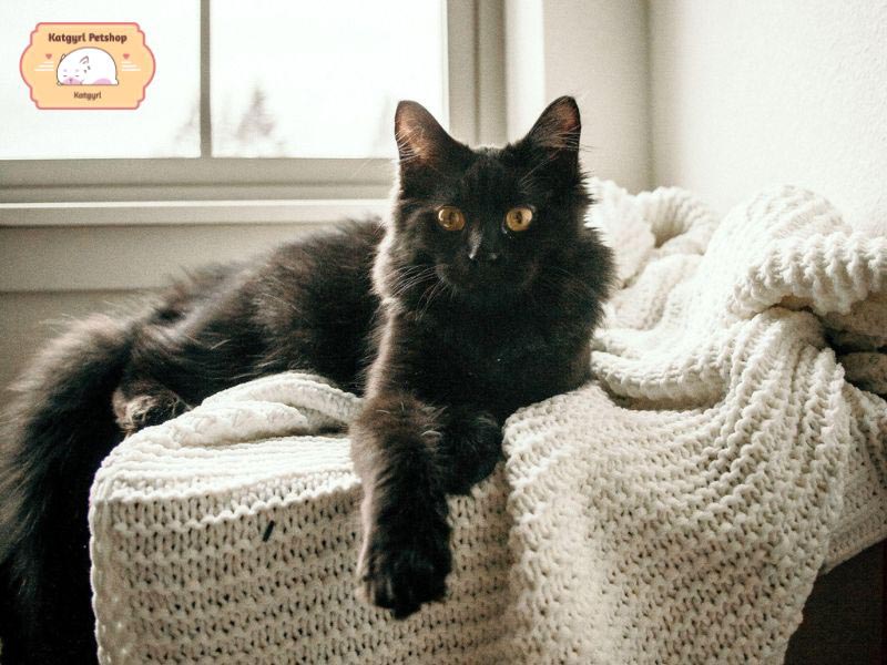 Tìm hiểu chi tiết đặc điểm tính cách, ngoại hình, giá bán, cách chăm sóc mèo Ald đen