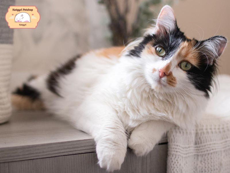 Tìm hiểu giống mèo Tam thể với bộ lông ba màu đặc trưng
