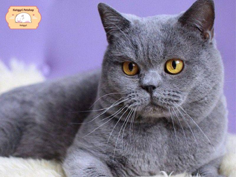 Tìm hiểu nguồn gốc, đặc điểm, các giống mèo Nga và cách chăm sóc chi tiết