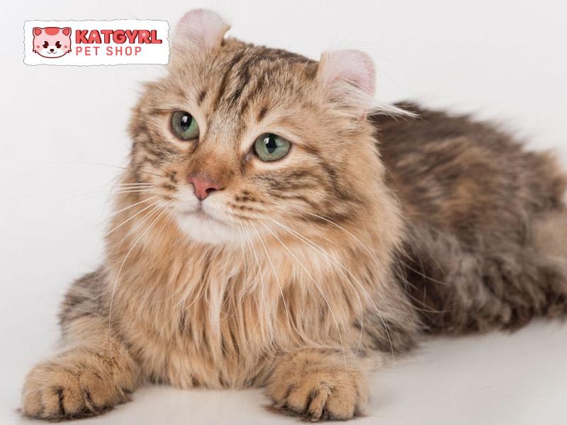 Tìm hiểu nguồn gốc, đặc điểm ngoại hình, tính cách của mèo Mỹ tai xoắn American Curl