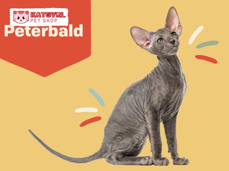 Tìm hiểu tất tần tật về mèo Peterbald