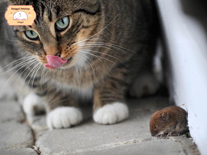Tránh để mèo ăn phải những loại vật hoang dẫn đến bệnh đường ruột