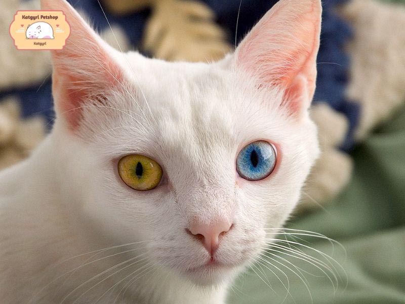Vì sao mèo có 2 màu mắt? Có những loại mèo mắt 2 màu nào?