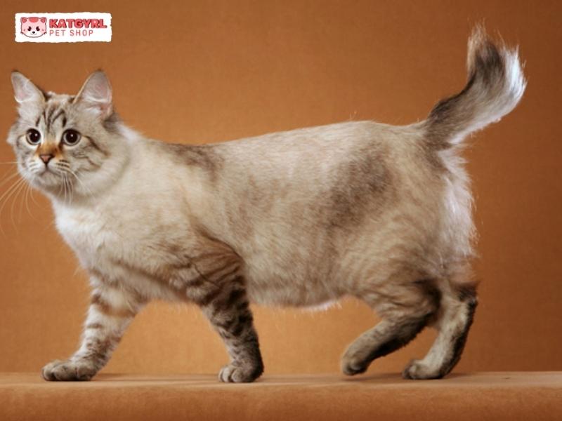 mèo đuôi cụt Mỹ có kiểu dáng đuôi giống đuôi ngựa
