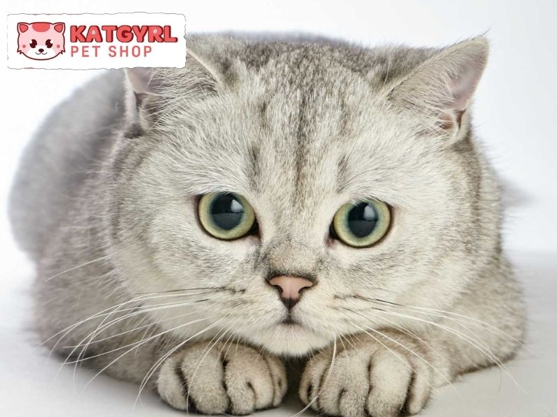 mèo màu silver tabby cần được vệ sinh thường xuyên