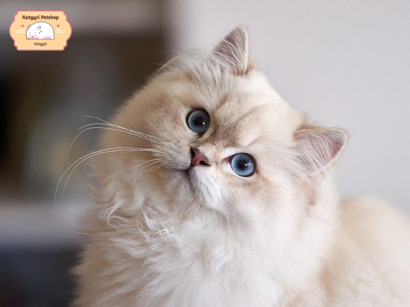 Mỗi giai đoạn khác nhau, mèo Ba Tư cần chế độ chăm sóc khác nhau