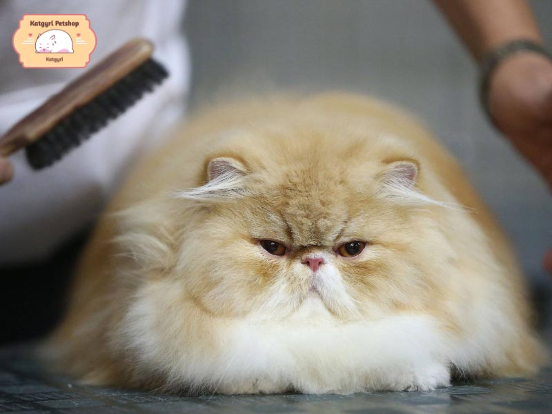 Nuôi mèo Ba Tư, chủ mèo phải kiên nhẫn để chải chuốt bộ lông cho chúng 