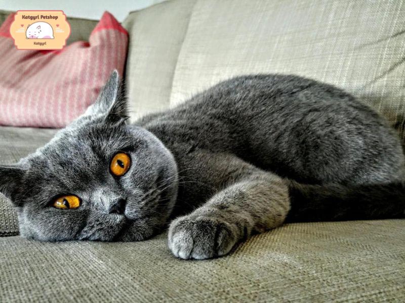 Cách chăm sóc và vệ sinh mèo Pháp Chartreux