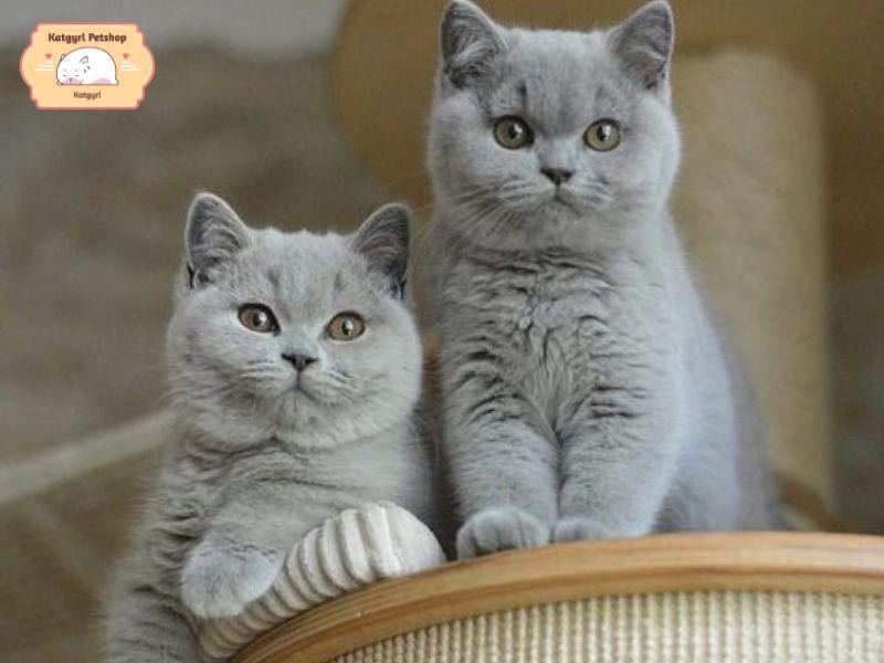 Cách chăm sóc mèo Pháp Chartreux theo giai đoạn