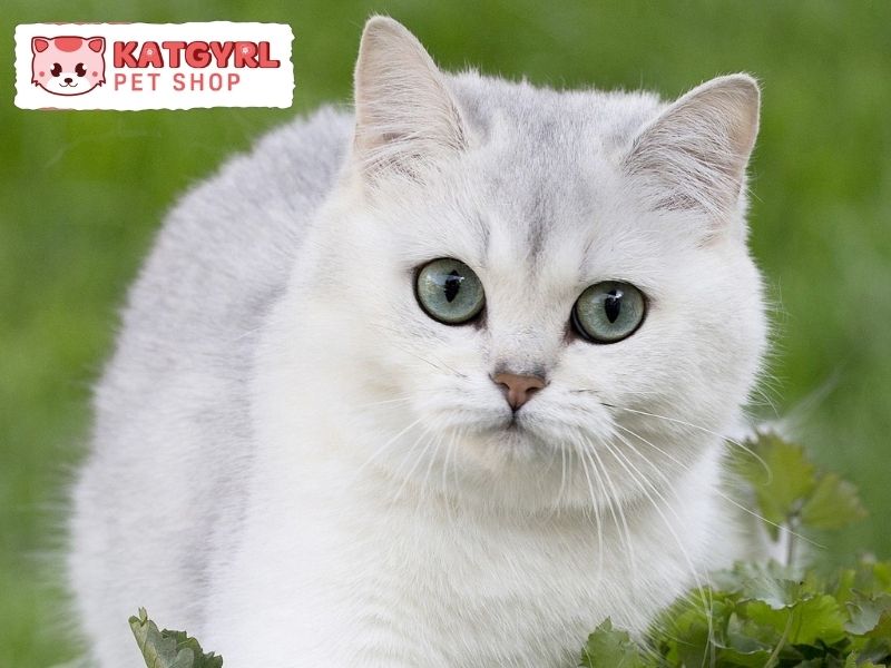 mèo anh lông ngắn màu silver có đôi mắt đẹp