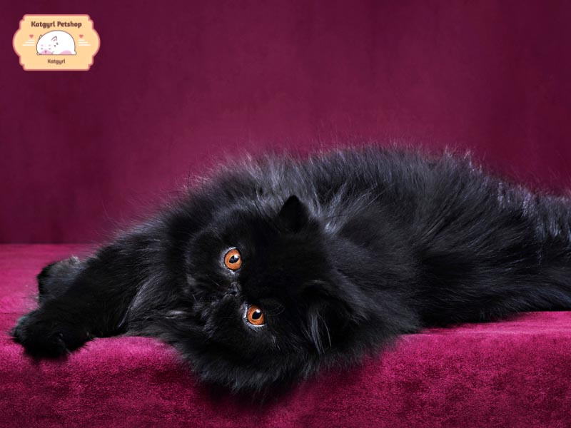 Mèo Ba Tư đen thuần chủng có giá 5 - 7 triệu