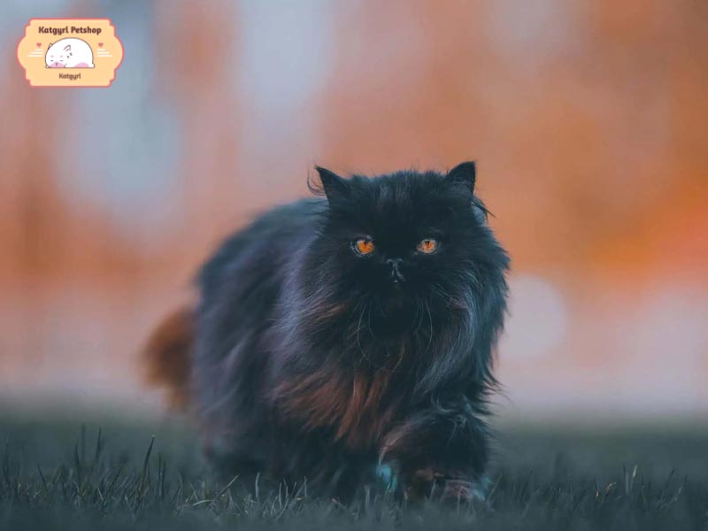 Mèo Ba Tư đen lông dài thuần chủng có giá 7 - 9 triệu