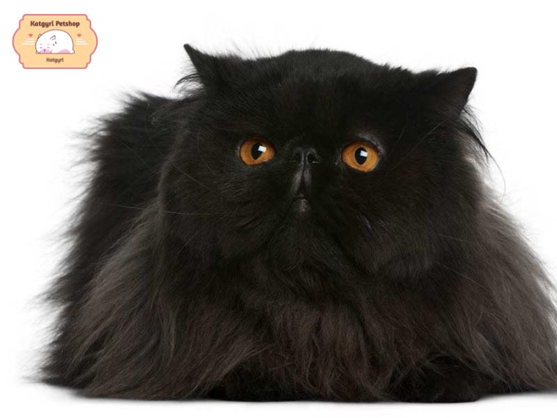 Mèo Ba Tư đen thuần chủng đủ giấy tờ có giá từ 20 triệu trở lên