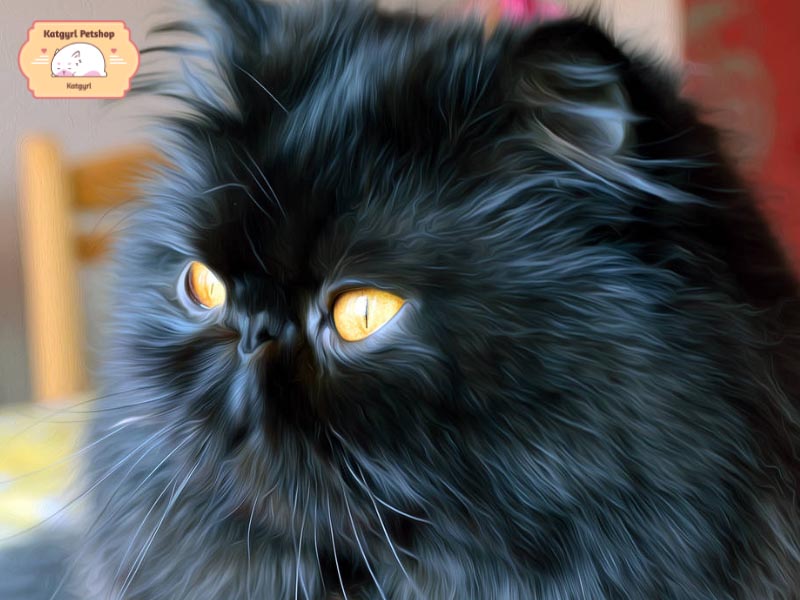 Mèo Ba Tư đen nhập từ châu Âu có giá đến 2800 USD