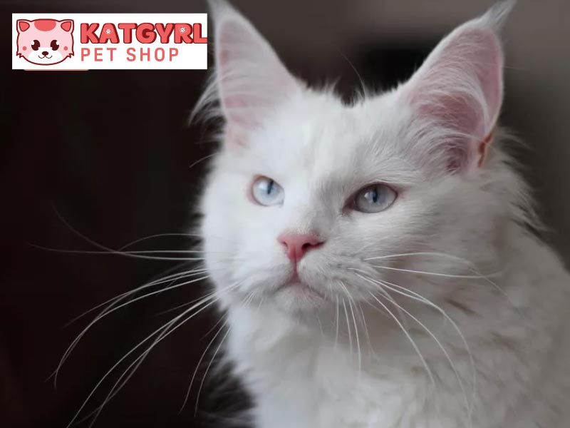 mèo trắng mắt xanh ngọc bích