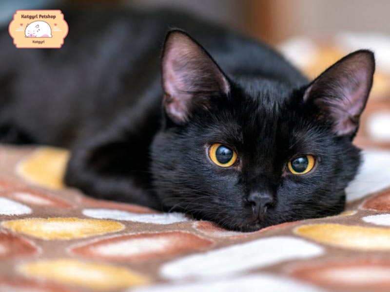 Mèo Bombay nổi bật với bộ lông đen và đôi mắt bi ve tròn vàng