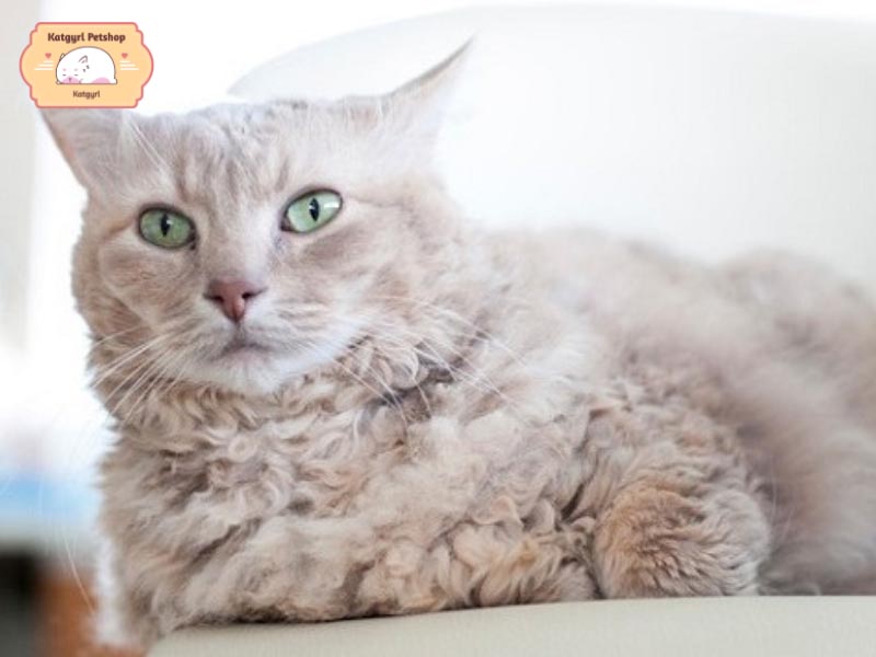 Chú mèo LaPem lông xoăn xám với đôi mắt xanh nhẹ ấn tượng