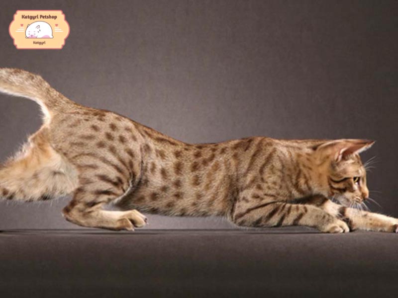 Mèo Ocicat có bộ ria dài và thích nhảy cao