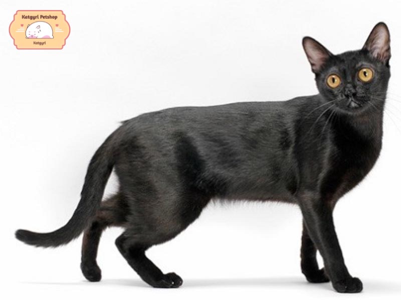 Mèo Bombay có đôi chân dài, bộ lông đen mượt mà, thú vị