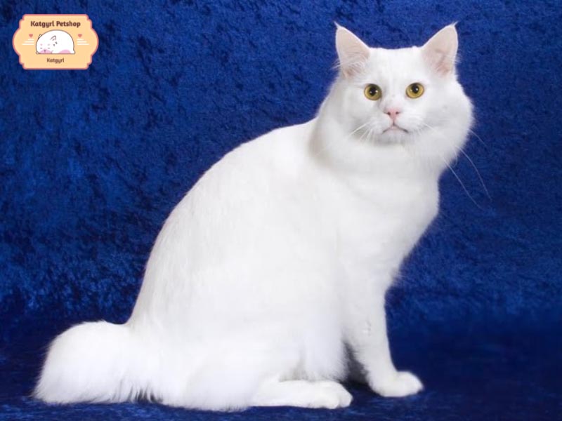 Chú Mèo Mỹ đuôi cộc lông trắng muốt trông thật tiểu thư 