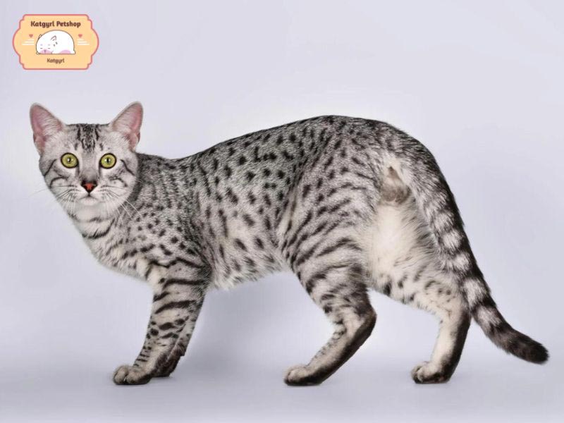 Lông mèo Mau Ai Cập có nhiều màu kết hợp các đốm nhỏ đủ hình dáng phân bố đều trên bộ lông