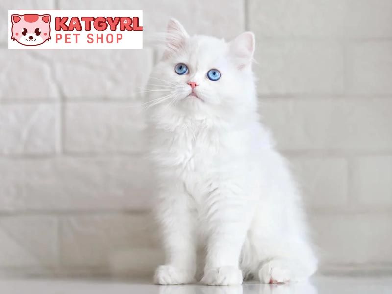 mèo lông trắng mắt xanh