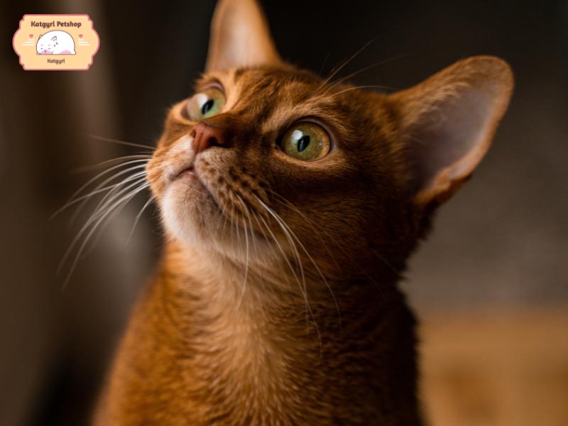Mèo Abyssinian “ăn điểm” bởi đôi mắt ngây ngô và đôi tai chăm chú của mình