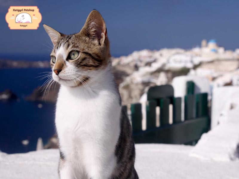 Mèo Aegean được yêu mến bởi khả năng thích nghi và tiếp thu cao