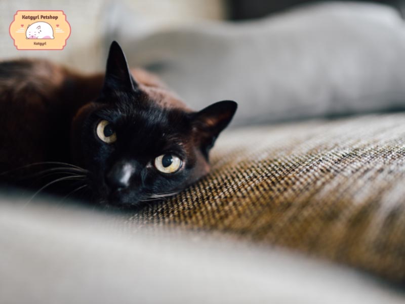 Những chú mèo Bombay có bộ lông đen tuyền đặc trưng